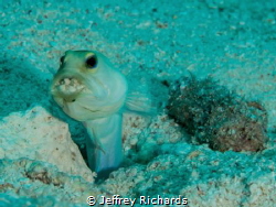 A yellow headed jawfish cleaning out his burrow. by Jeffrey Richards 